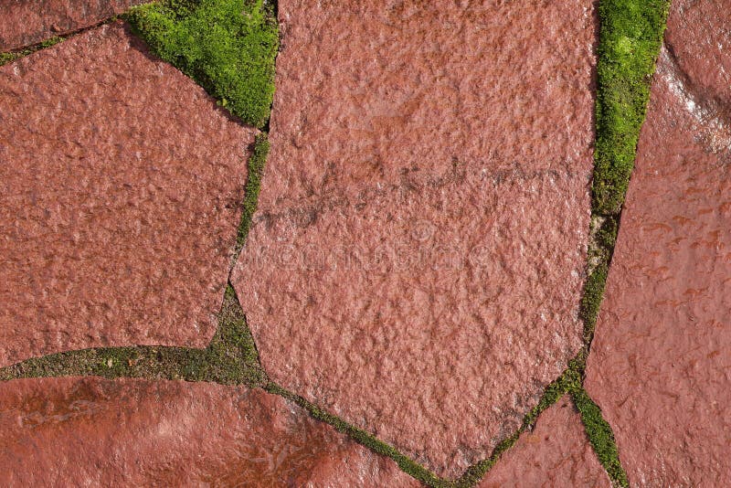 Moss between the Paving Slabs on the Walkway Stock Image Image of