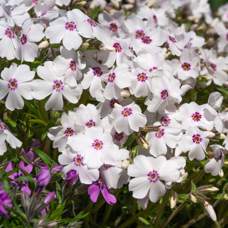 Moss Phlox, Phlox subulata stock photo. Image of garden 172069952