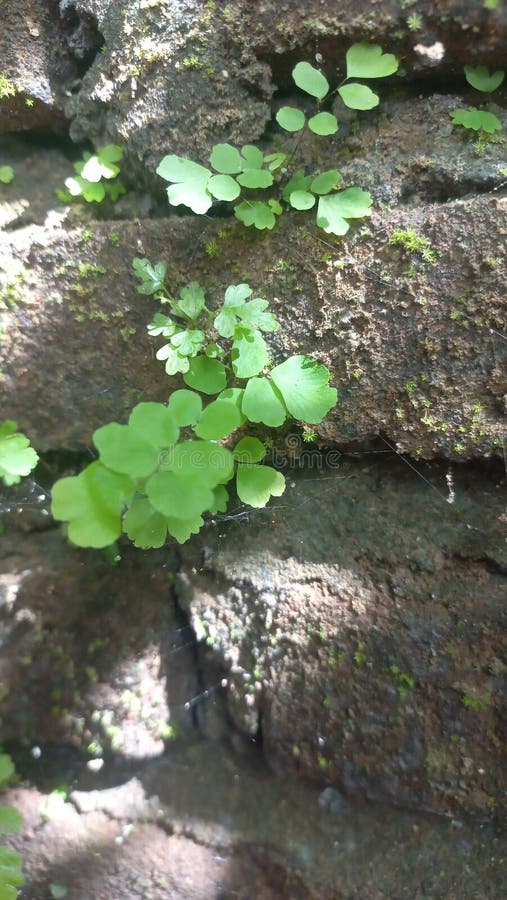 Moss Plants that Grow on House Bricks. Stock Photo Image of leaf