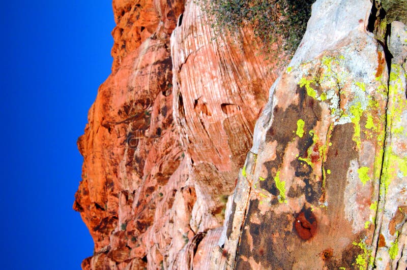 Moss in Red rock canyon Nevada