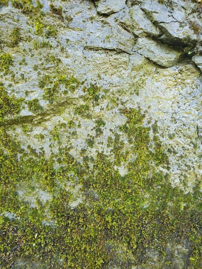 Moss on a Rock Wall Textures Background Stock Image - Image of textures
