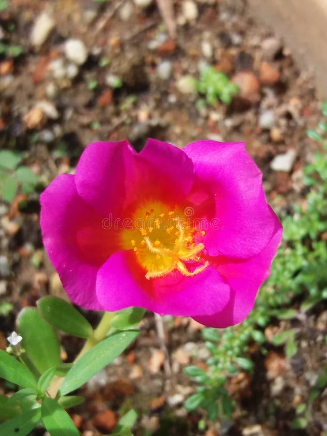 Moss rose stock photo. Image of yellow, flowers, rose 71101778