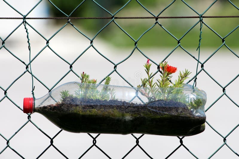 Moss rose or Portulaca grandiflora plant with open orange flowers and thick leaves growing from flower pot made from plastic