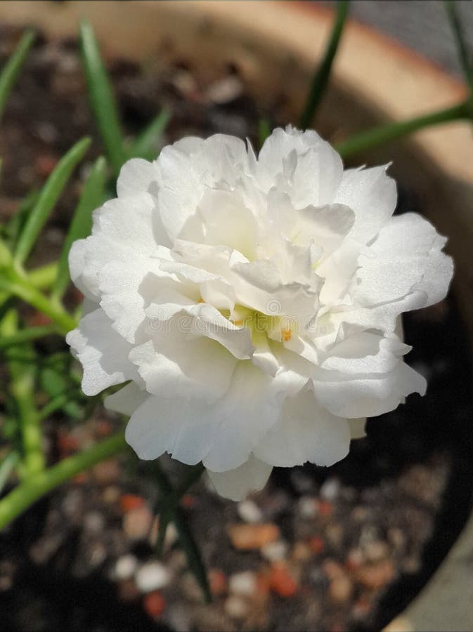 download moss roses download moss roses