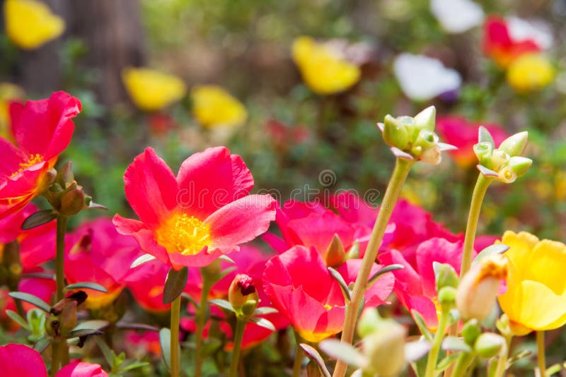 Moss Rose yellow and red color stock image Moss Rose yellow and red color stock image