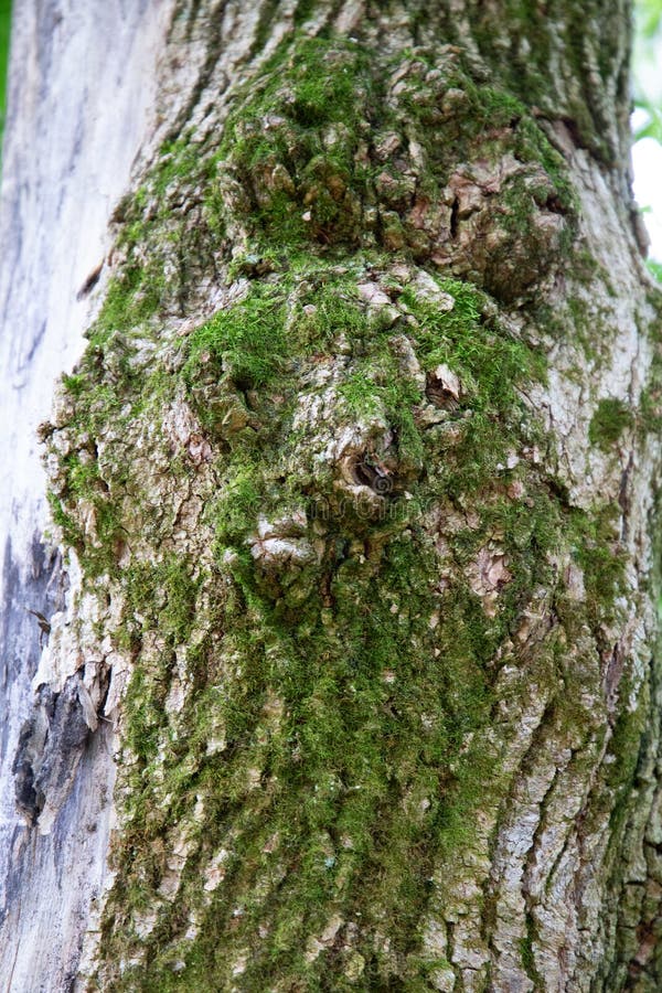 Mossy face of a tree royalty free stock photo Mossy face of a tree royalty free stock photo