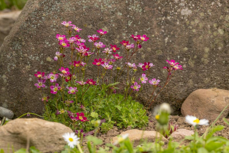 Moss Saxifrage with Pink Flowers in a Flower Bed Stock Photo Image of