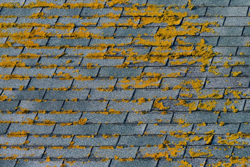 Moss on shingles royalty free stock images Moss on shingles royalty free stock images