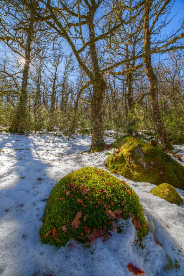 Moss and Snow in the Winter Forest Stock Photo Image of frost