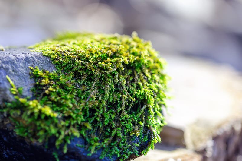 Green moss on stone. Close-up