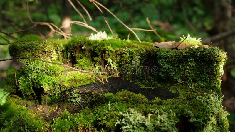 Moss on stump in the forest. Old timber with moss in the forest. Stump green moss spruce pine coniferous tree forest park wood root bark.