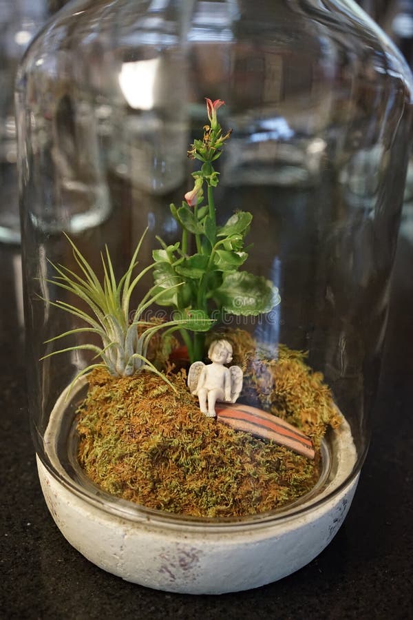 Moss Terrarium 