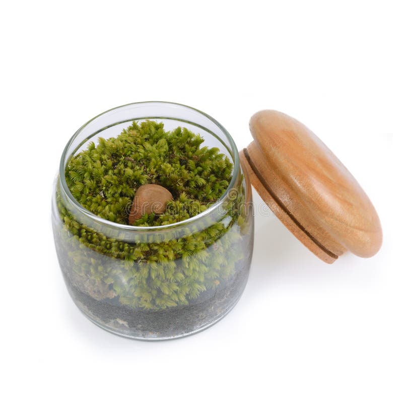 1,245 Moss Terrarium Photos Free & RoyaltyFree Stock Photos from