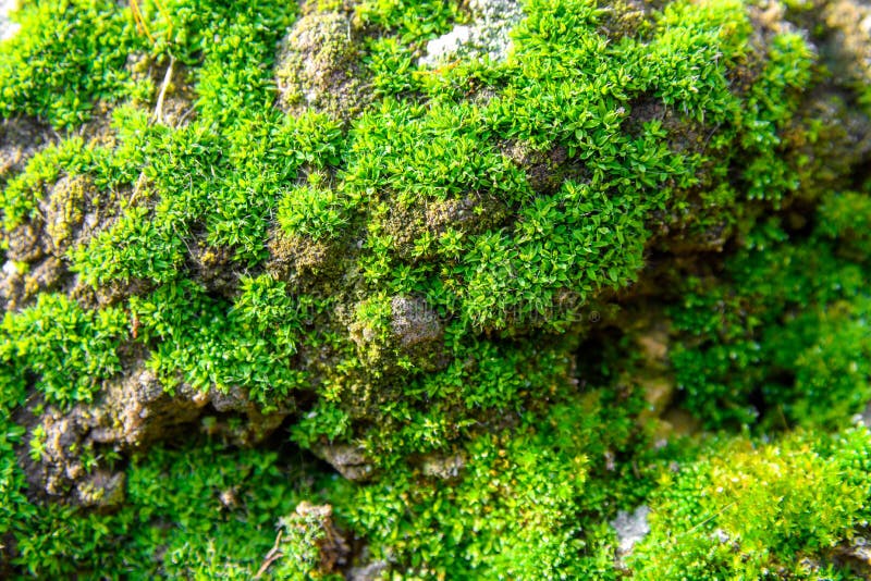 Moss texture. Moss background. Green moss on grunge texture, background., Stock image