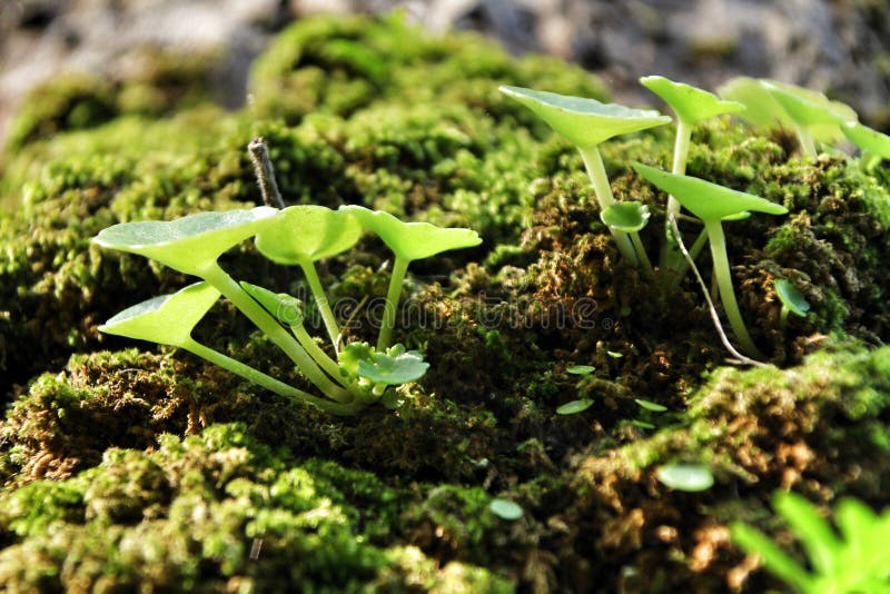 Moss texture with plant on a tree bark. Beautiful moss texture with little plant on a tree bark in a garden background closeup natural green wood mist stock image Moss texture with plant on a tree bark. Beautiful moss texture with little plant on a tree bark in a garden background closeup natural green wood mist stock image