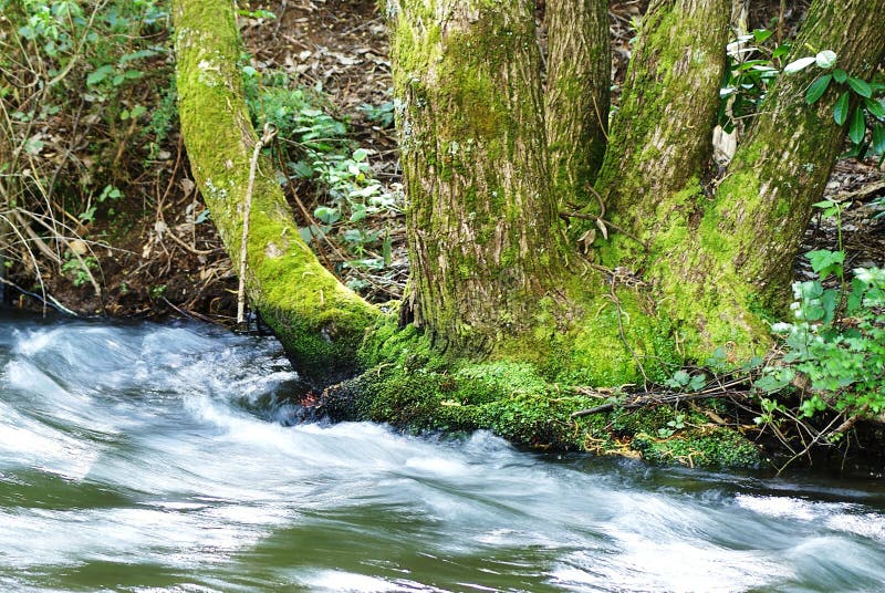 Moss Tree et rivière images stock Moss Tree et rivière images stock