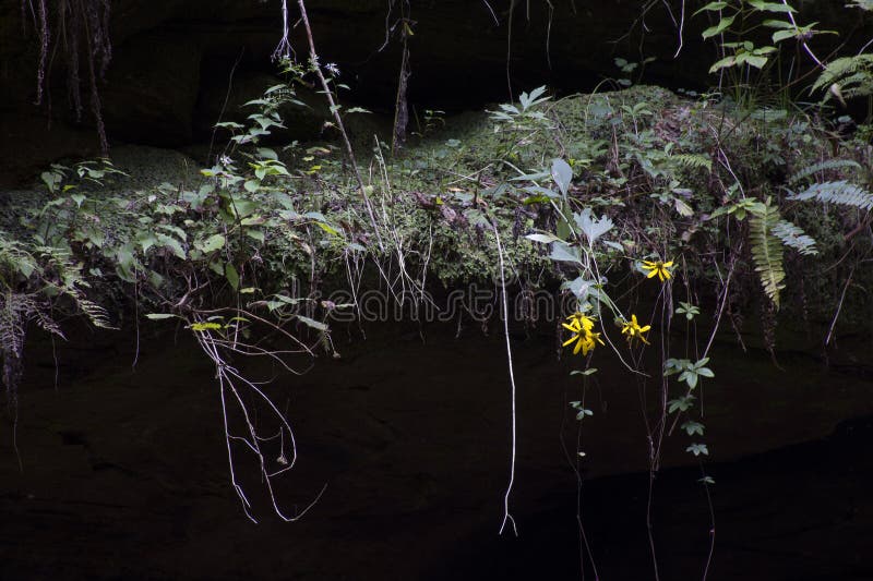 Moss and vines stock photo. Image of state, plant, rocks 273065120