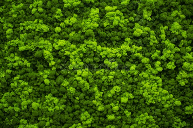 Natural Texture Of Reindeer Moss Decorative Green Moss Plant On The Wall  Background With Copy Space Picture From Organic Material Office Style  Interior Design Elements Stock Photo - Download Image Now - iStock