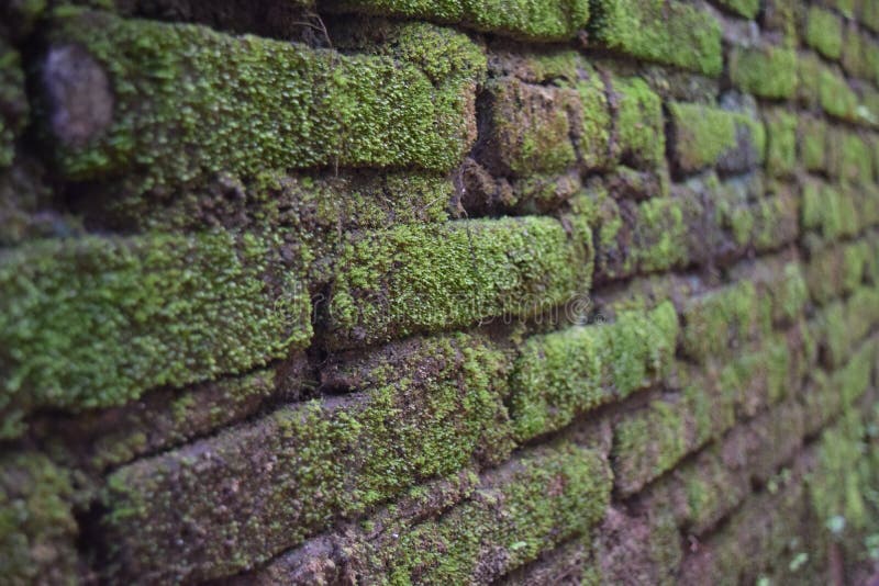 moss walls download free moss walls download free