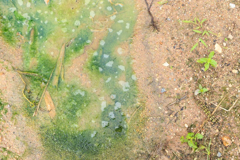 Moss, Weed, Mud, Moisture and Sludge Stock Image Image of sludge