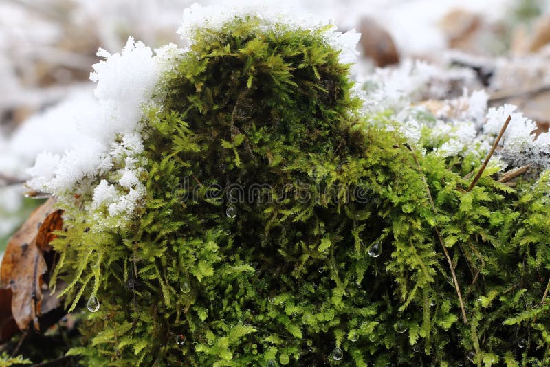 Moss in Winter stock image. Image of mountains, remarkable 70208931
