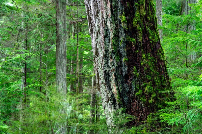 MossCovered Tree Trunk i Lush Forest royaltyfria bilder