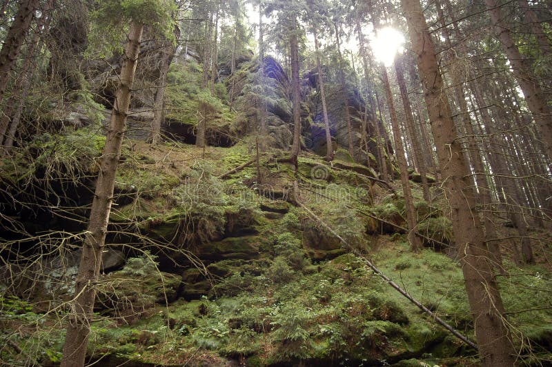 Mosses in the Forest Regulate the Water Balance Stock Photo Image of