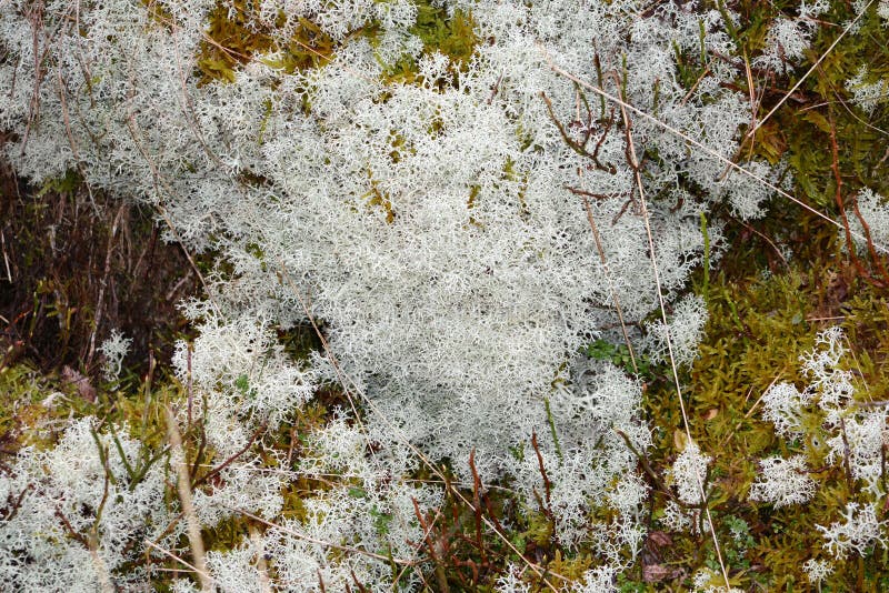 Mosses and lichens