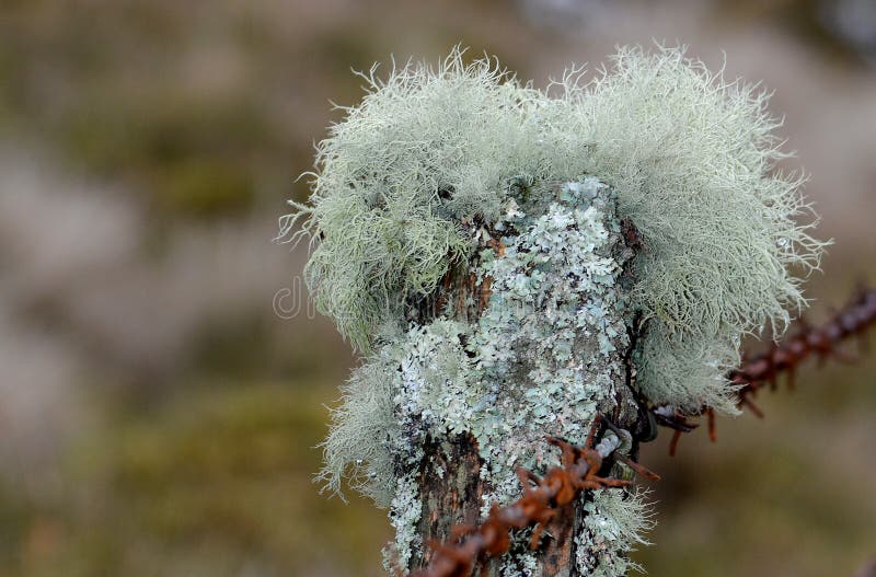 Mosses and lichens