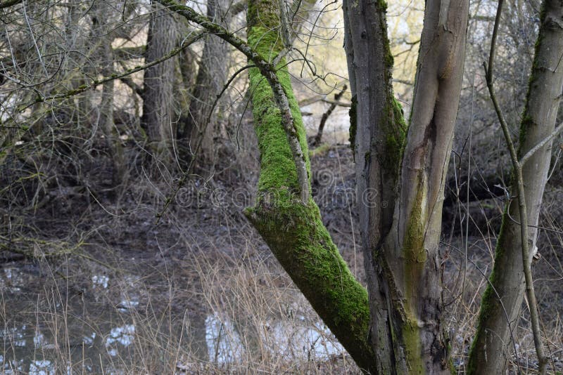 Mosses love Tree trunks in moist Areas royalty free stock photography