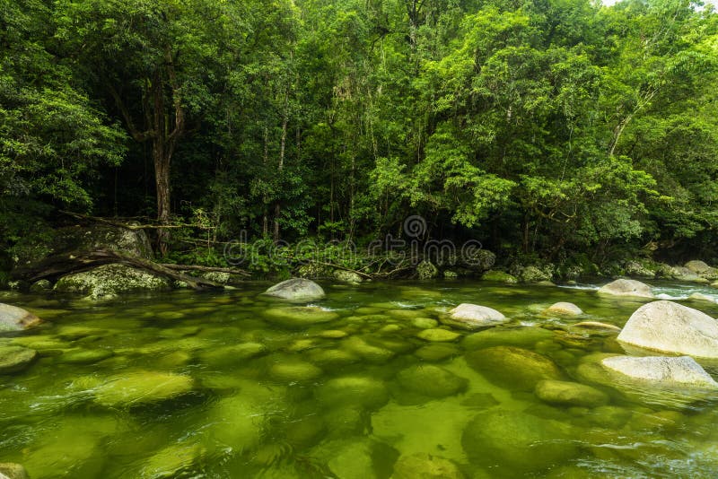 Mossmankloof - rivier in het Nationale Park van Daintree, Queensland, Aus stock afbeeldingen Mossmankloof - rivier in het Nationale Park van Daintree, Queensland, Aus stock afbeeldingen