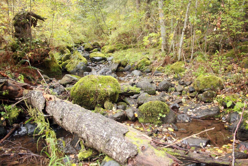 Mossy creek stock image. Image of creek, rocks, rock, moss 7089999