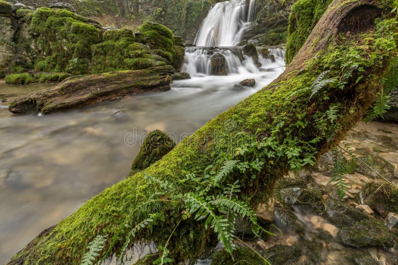 Mossy fallen tree
