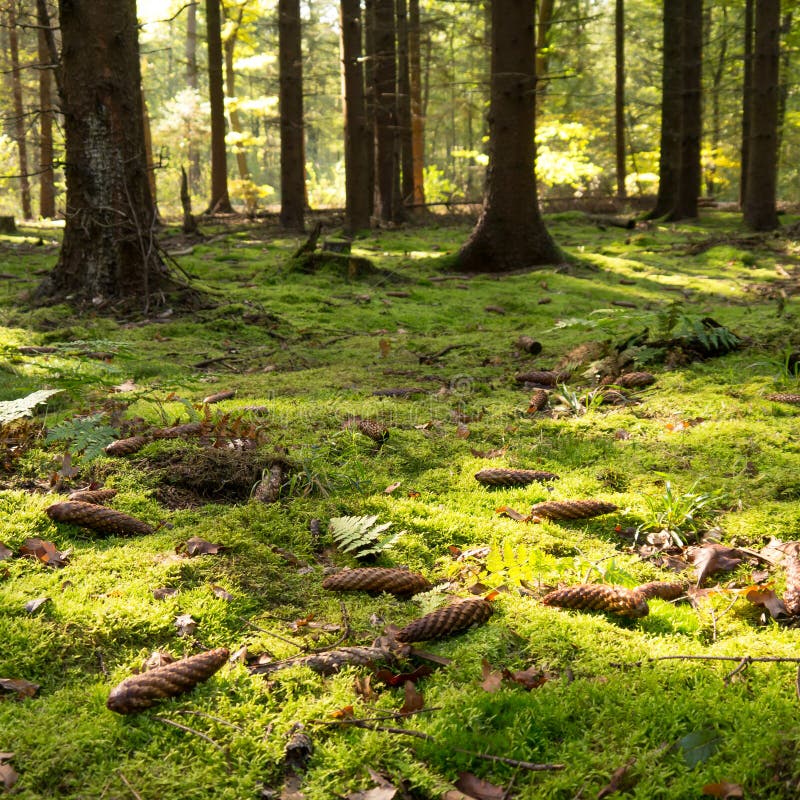 https://thumbs.dreamstime.com/b/mossy-forest-floor-pinecone-30336645.jpg