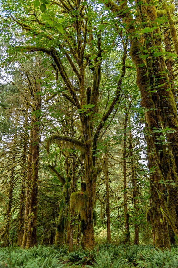 Giants Covered in Moss stock image. Image of evergreen - 22168675