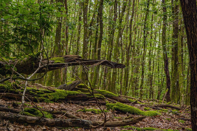 Mossy-nedfallna träd i en djup tysk skogsmark arkivfoto