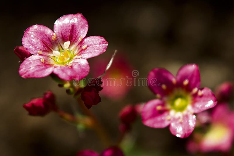 Mossy Saxifrage