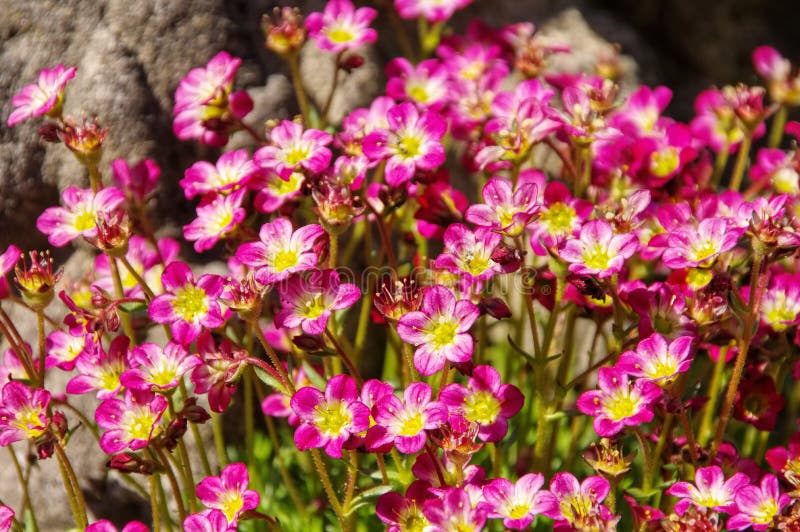 Mossy saxifrage, Saxifraga bryoides