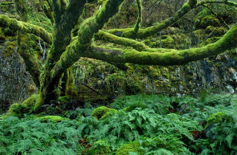 Mossy Tree