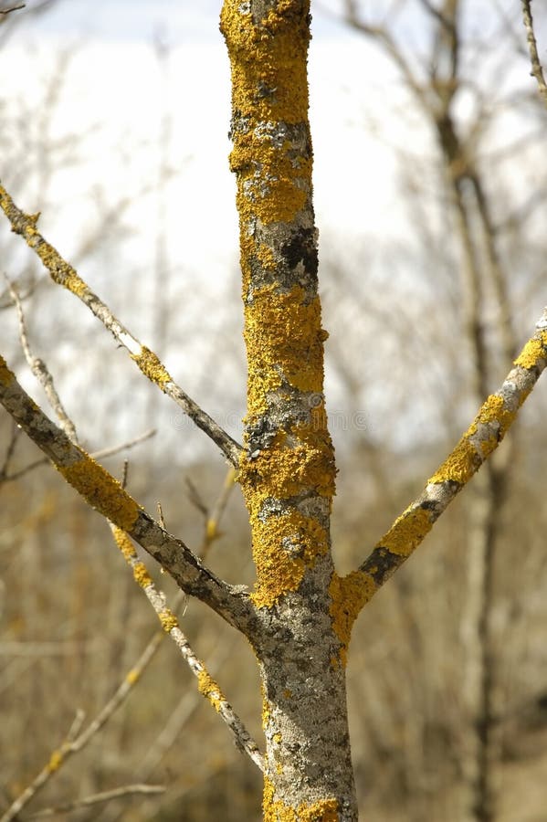 Mossy tree