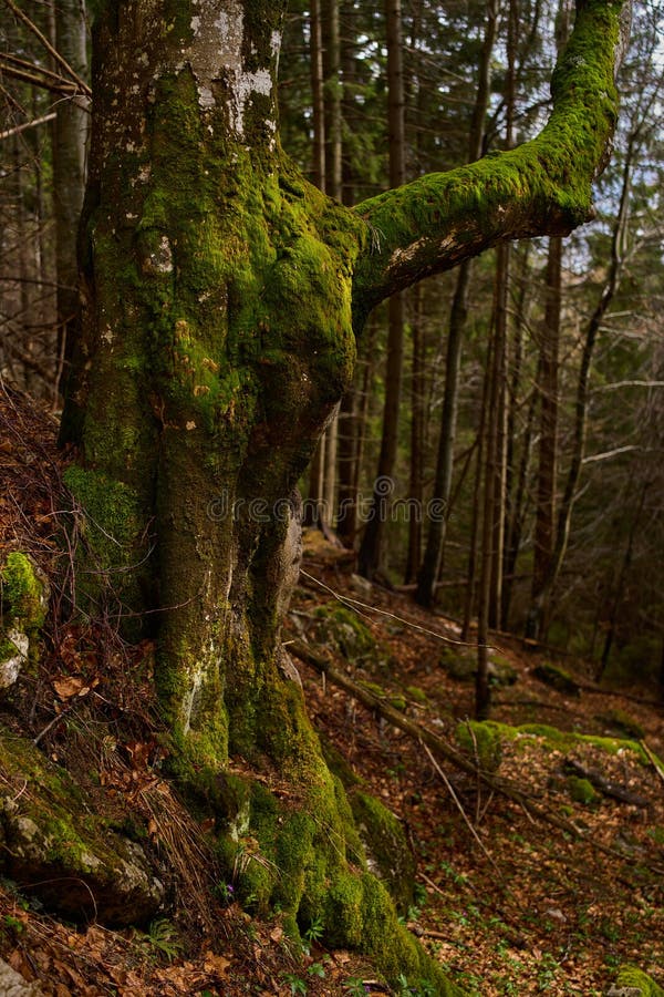 Mossy tree with curved branch stock photo