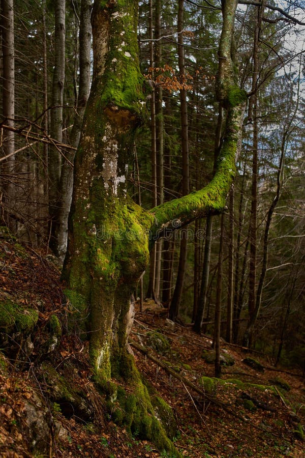 Mossy tree with curved branch stock images