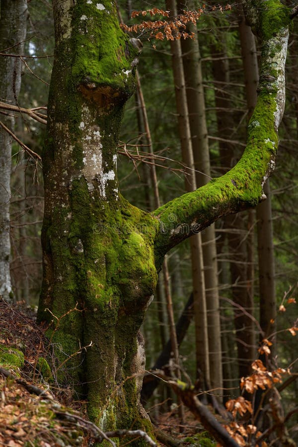 Mossy tree with curved branch royalty free stock photos