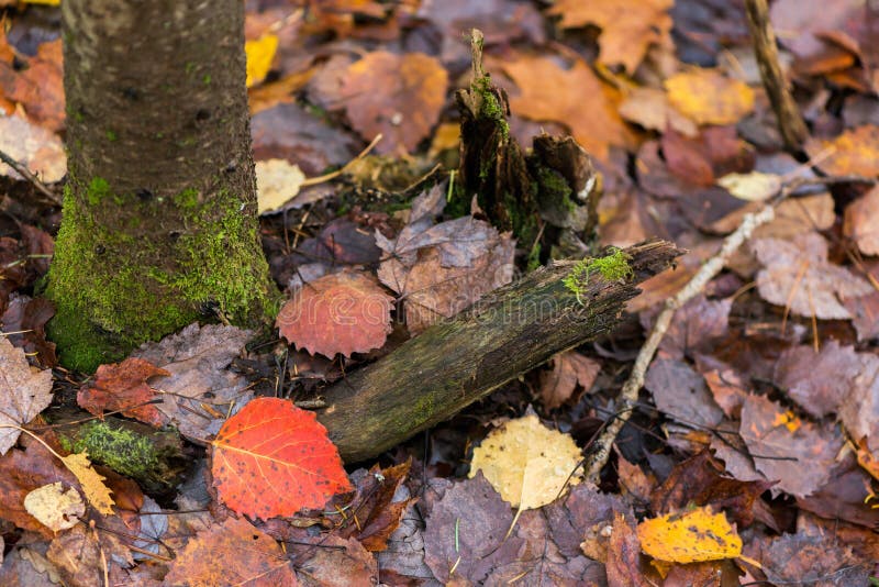 Mossy Tree and Fall Leaves