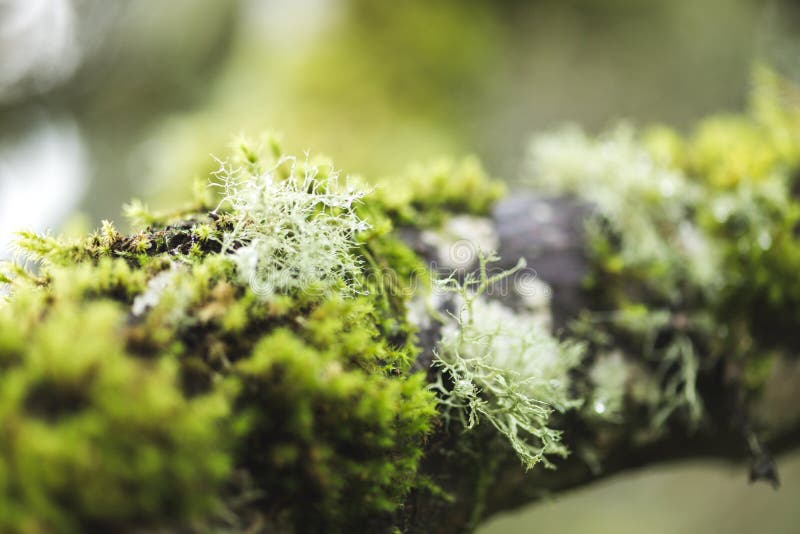 Mossy Tree in Foggy Forest Park