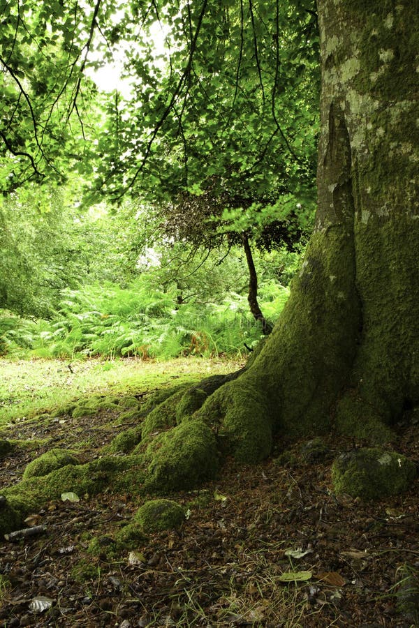 Mossy Tree in a Forest