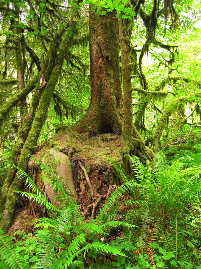Mossy Tree i skogFerns royaltyfri foto Mossy Tree i skogFerns royaltyfri foto