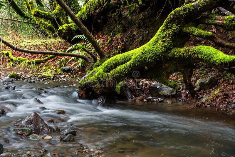 Mossy tree on a stream at Sugarloaf Ridge State Park, Sonoma County, California