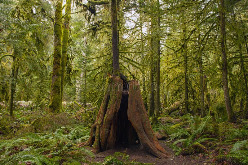 Mossy tree stump in old growth rain forest in Vancouver Island, Canada