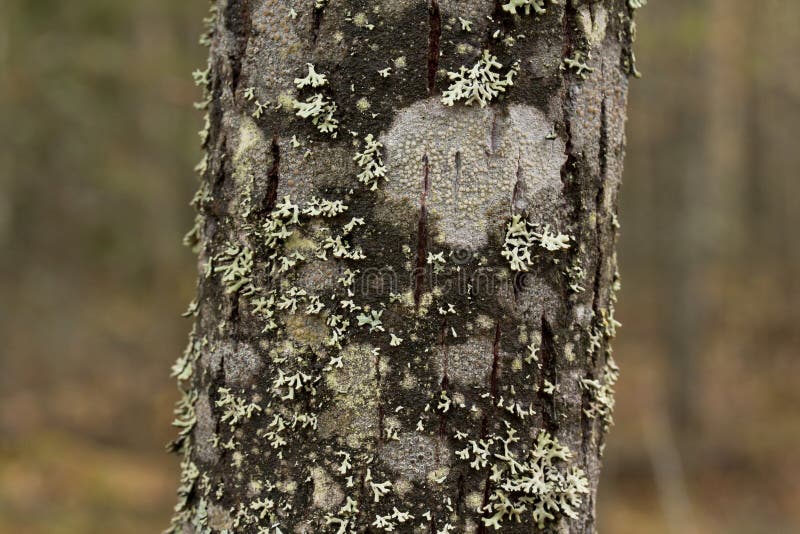 Mossy tree trunk with blurred forest background.